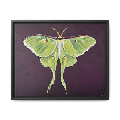 Luna Moth (Framed Canvas)