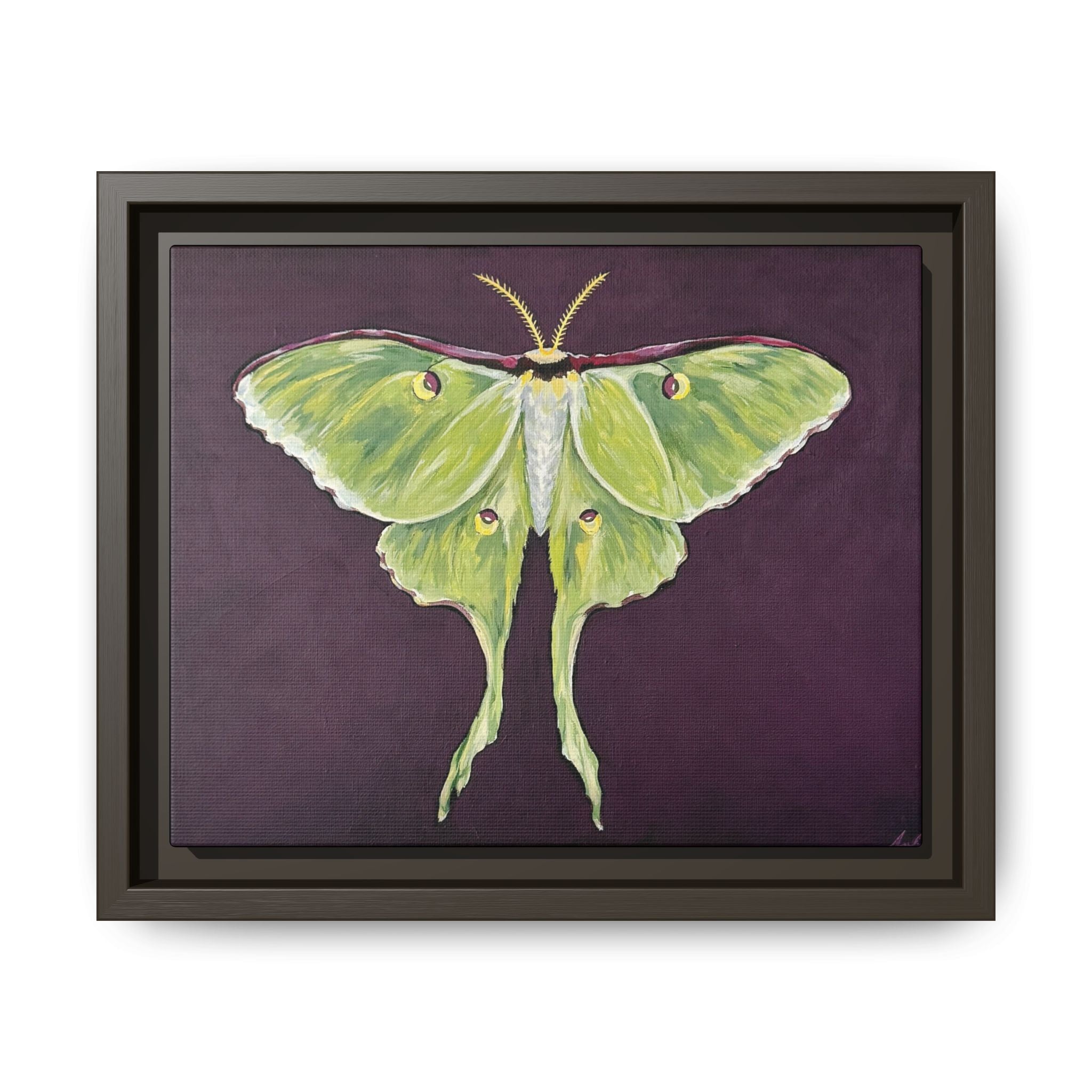 Luna Moth (Framed Canvas)