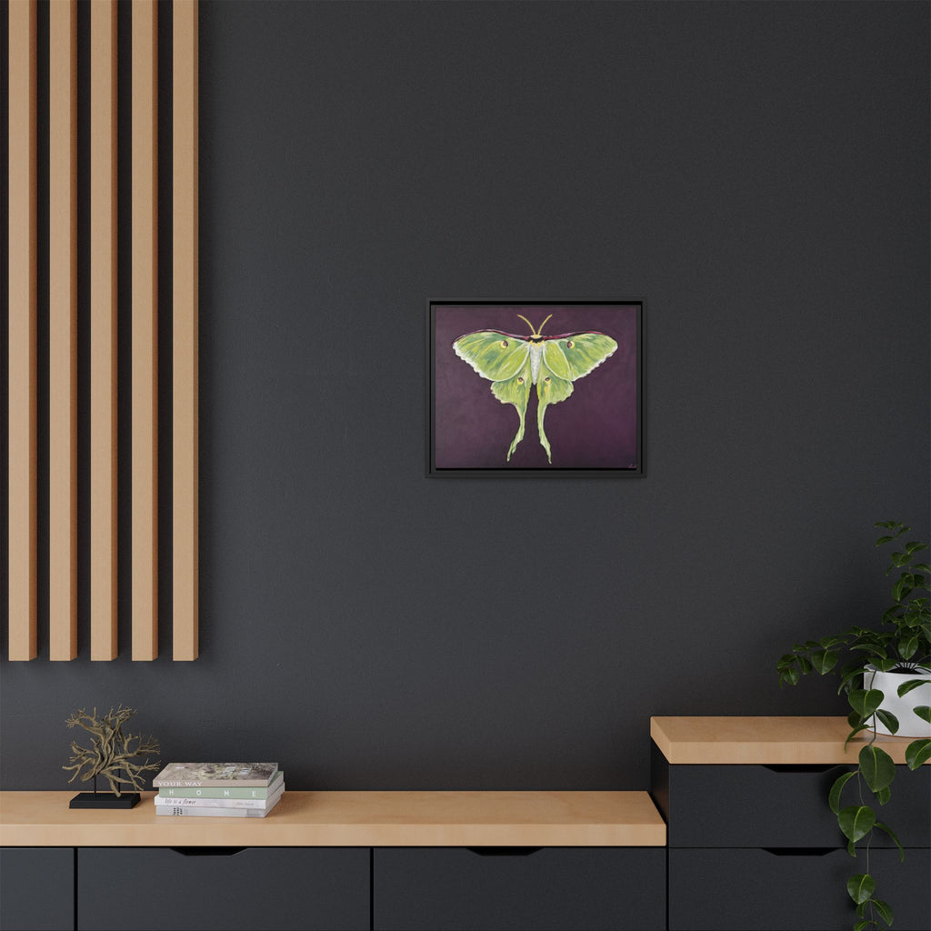 Luna Moth (Framed Canvas)