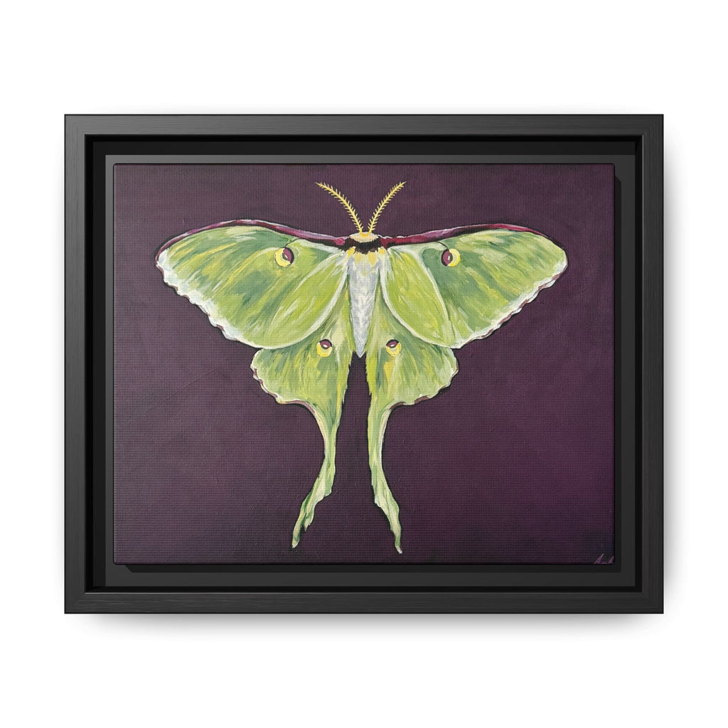 Luna Moth (Framed Canvas)