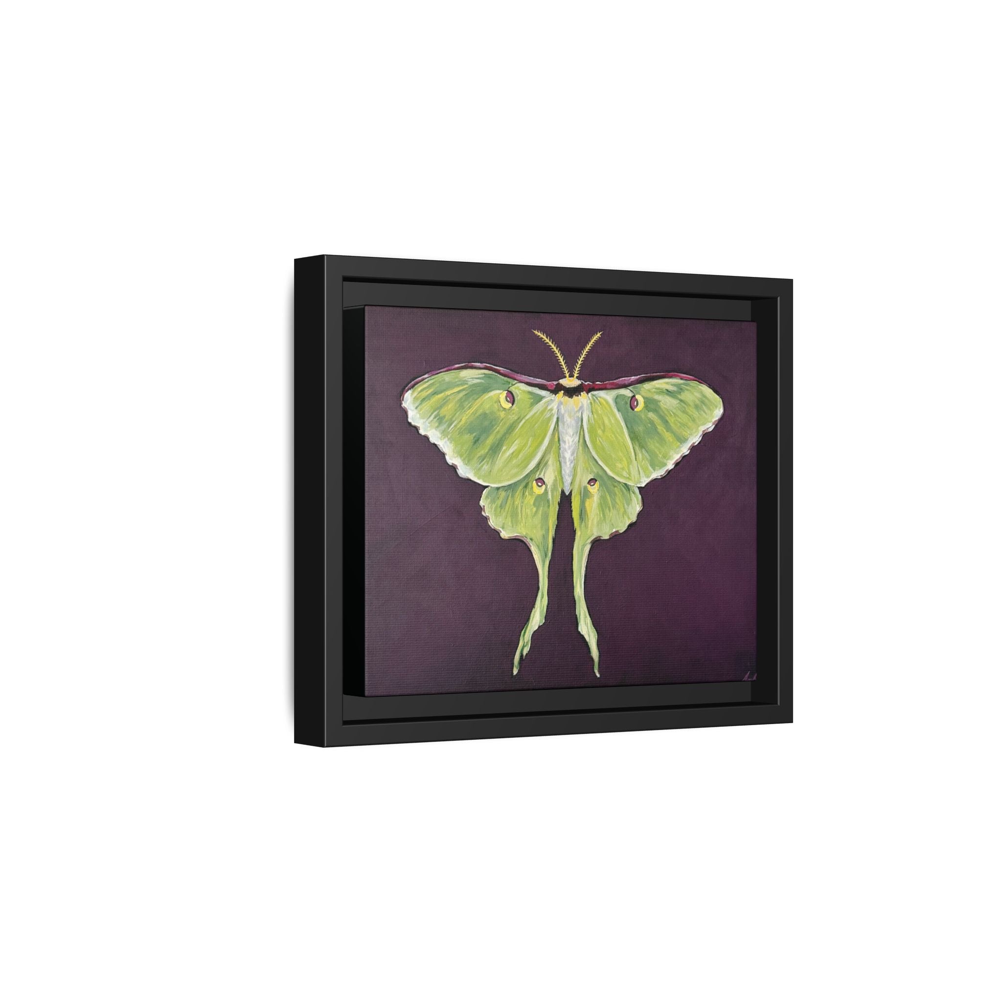Luna Moth (Framed Canvas)