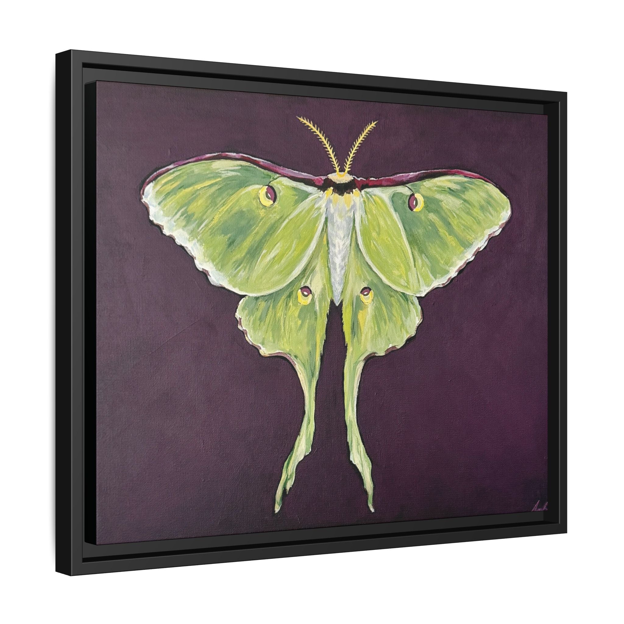 Luna Moth (Framed Canvas)