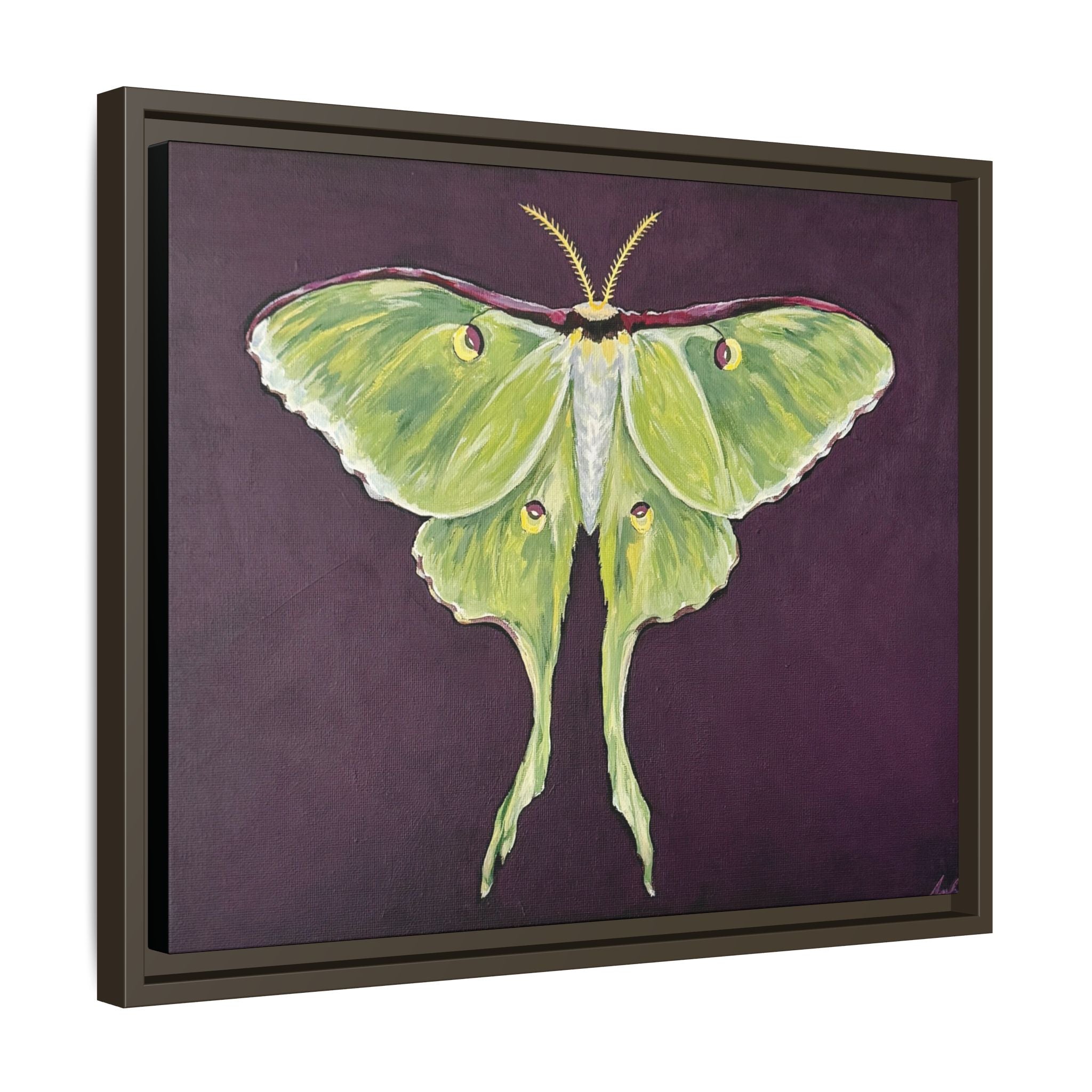 Luna Moth (Framed Canvas)