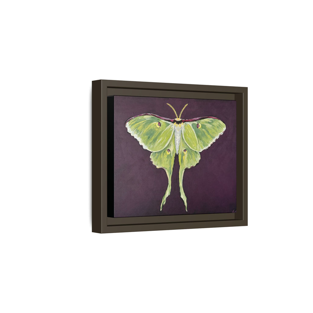 Luna Moth (Framed Canvas)